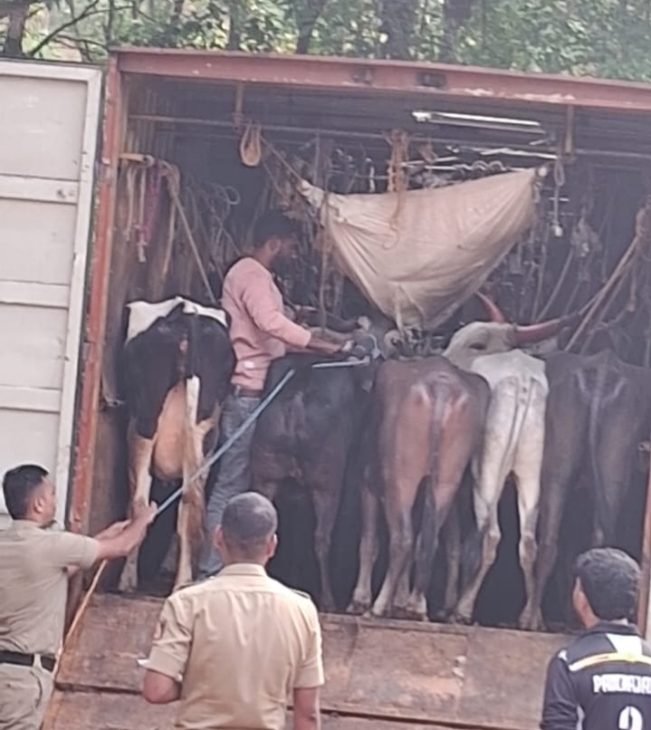 ಅಕ್ರಮ ಜಾನುವಾರು ಸಾಗಾಟ ಪತ್ತೆ: 19 ಜಾನುವಾರುಗಳು ವಶ, ಓರ್ವ ಬಂಧನ