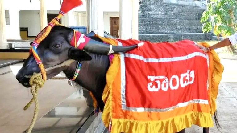ಕಂಬಳದ ದಿಗ್ಗಜ ಲೆಜೆಂಡ್ ‘ನಂದಳಿಕೆ ಪಾಂಡು’ ಇನ್ನಿಲ್ಲ